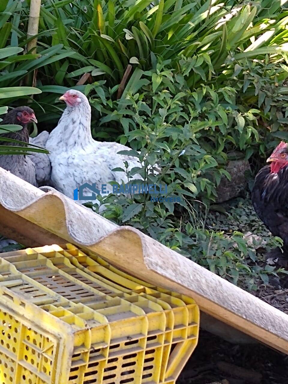 Sítio, 5 quartos, 9 hectares - Foto 4