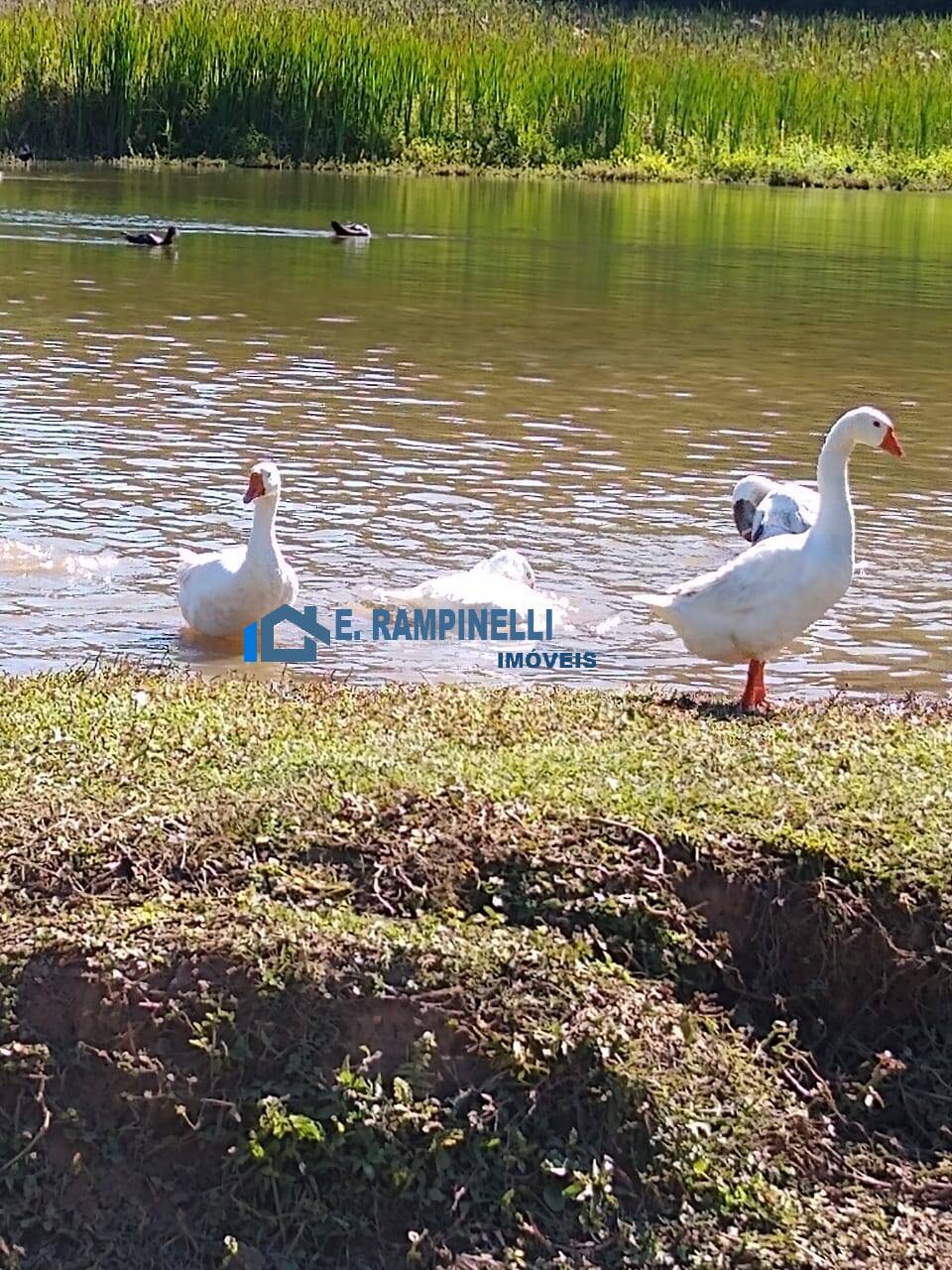 Sítio, 5 quartos, 9 hectares - Foto 6