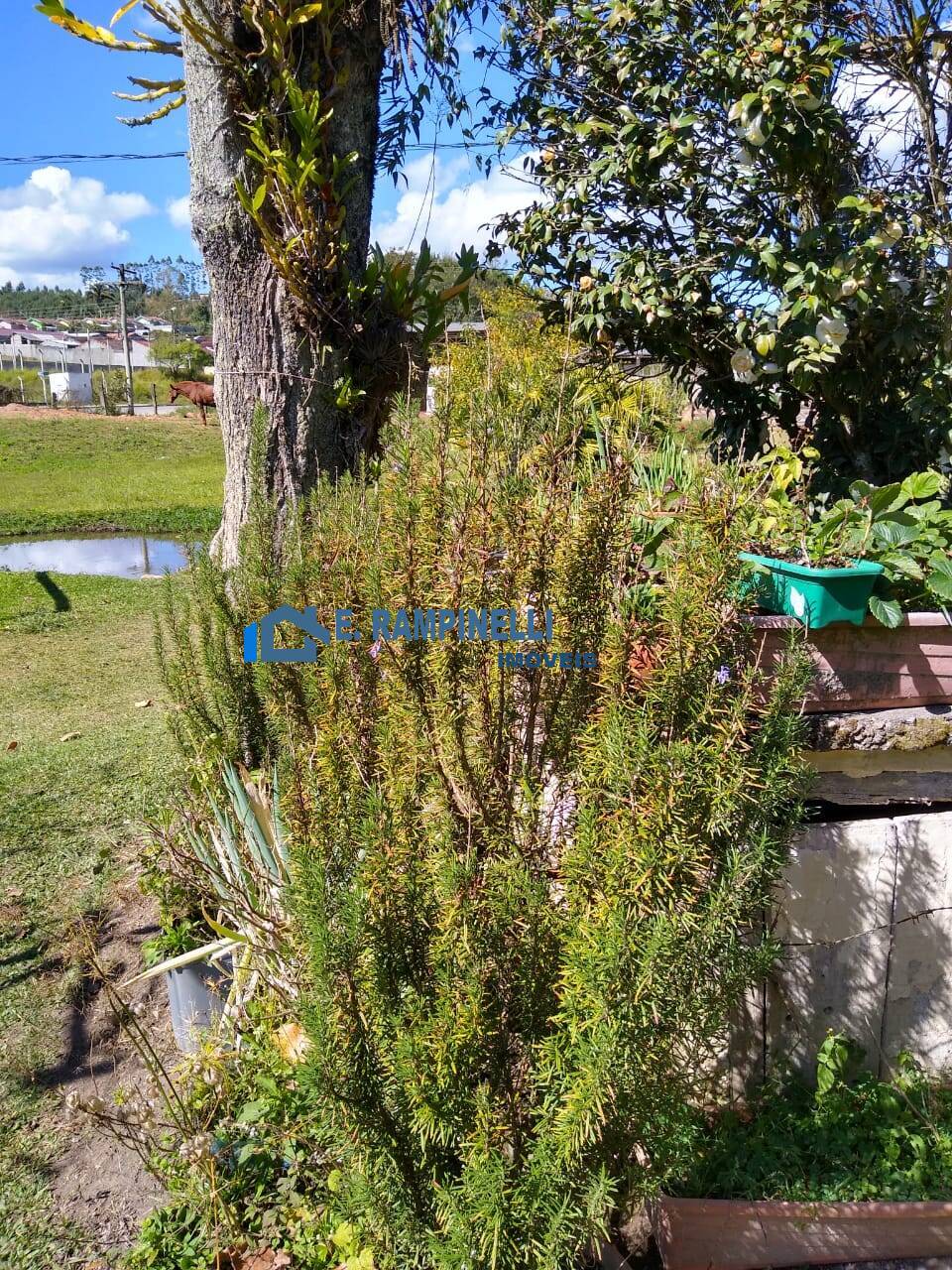 Sítio, 5 quartos, 9 hectares - Foto 8