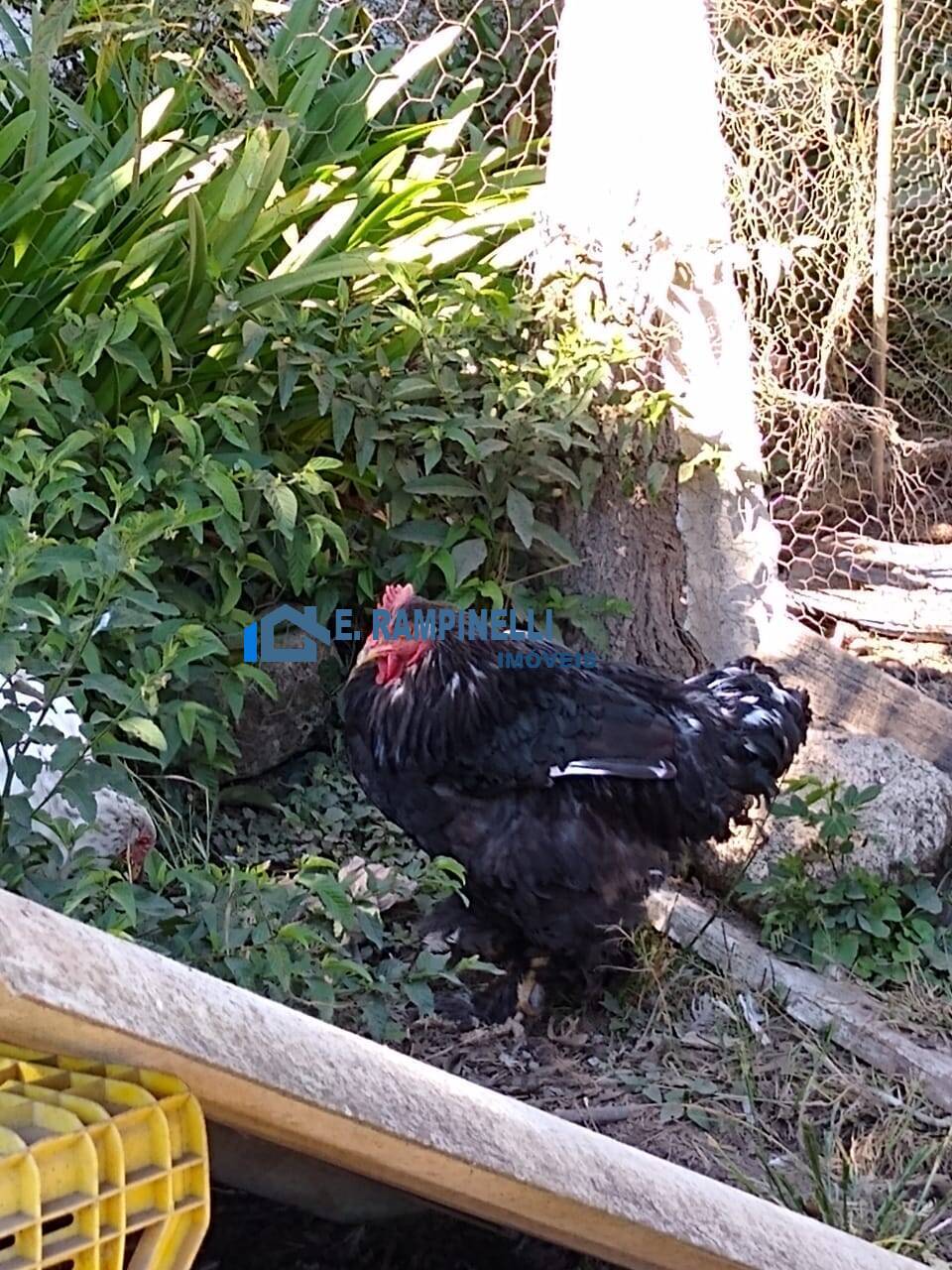 Sítio, 5 quartos, 9 hectares - Foto 7