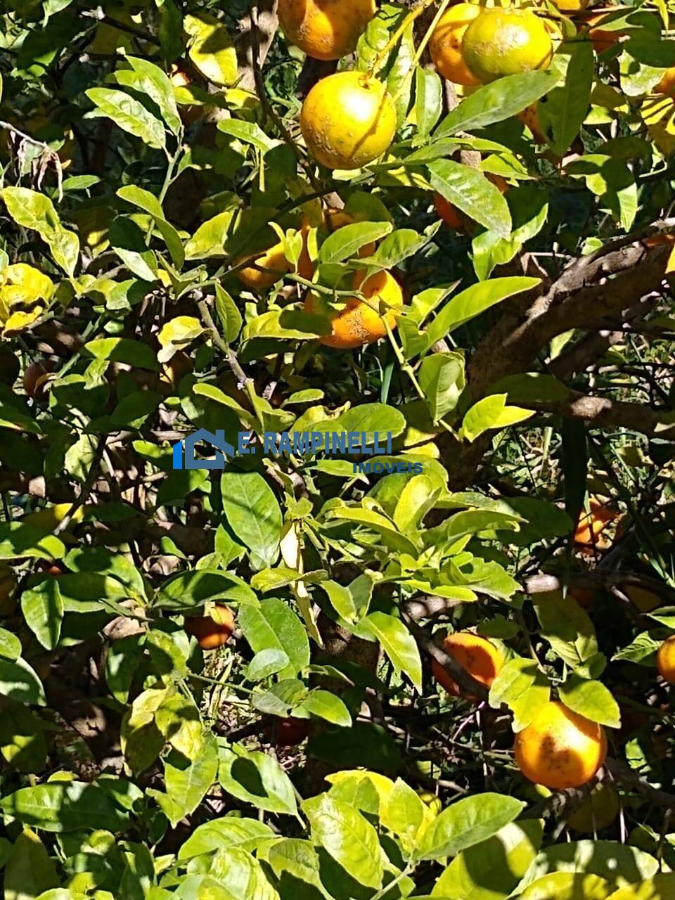 Sítio, 5 quartos, 9 hectares - Foto 25