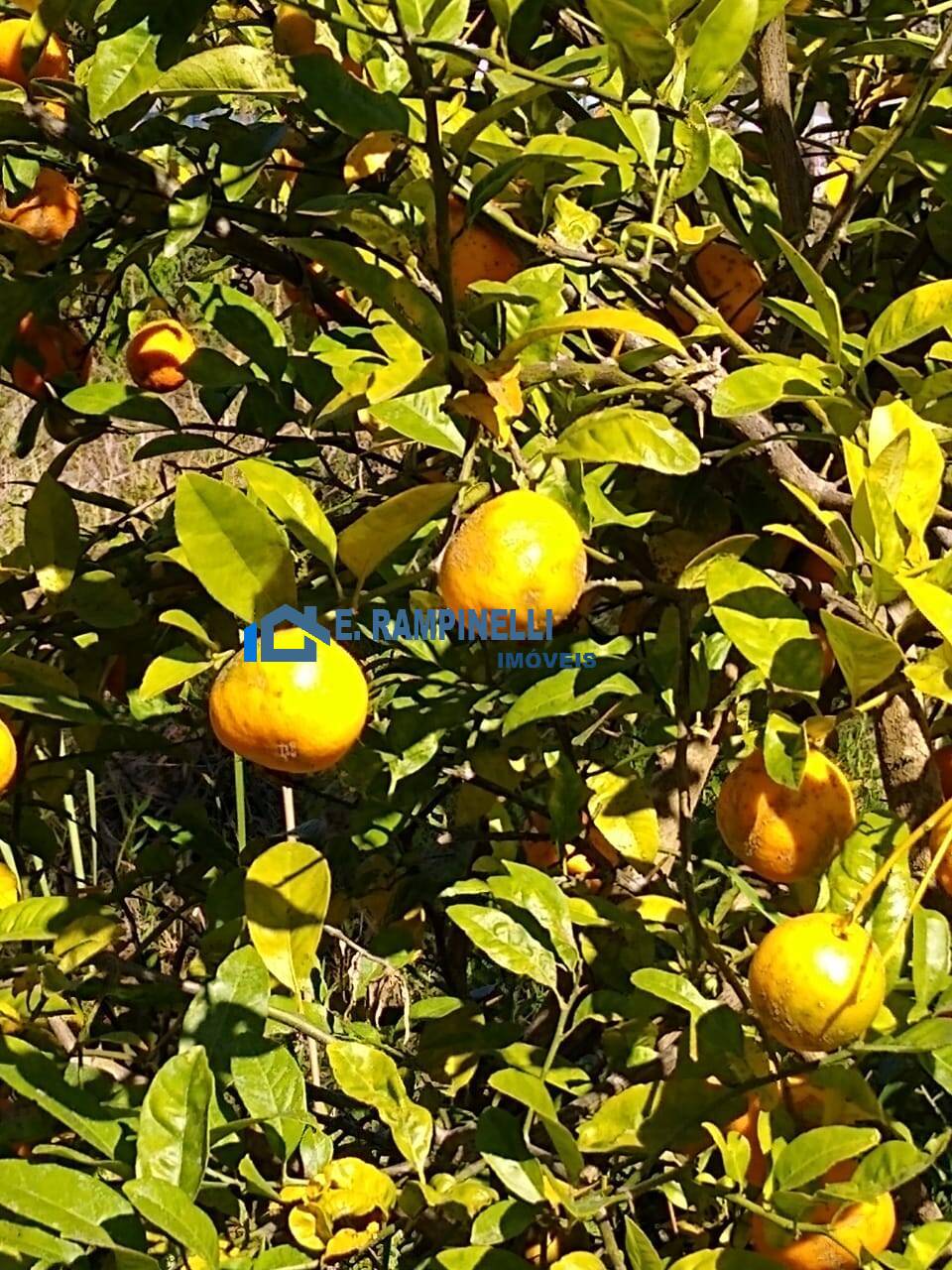 Sítio, 5 quartos, 9 hectares - Foto 32